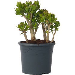 Jadeplant - Crassula ovata 'Minor' - Hoogte 60-65cm - ⌀30cm