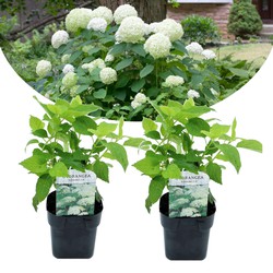 Hydrangea arborescens 'Annabelle' - Set van 2 - Pot 17cm - Hoogte 30-40cm
