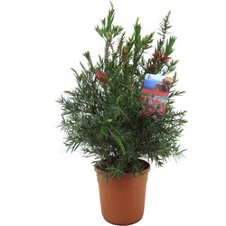 Callistemon citrinus 'Splendens' - Pot 24cm - Hoogte 80-90cm