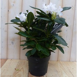 Rododendron 60 cm wit - Warentuin Natuurlijk