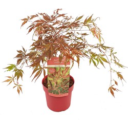 Hello Plants Acer Palmatum Extravaganza Japanse Esdoorn - Struik, Sierheester - Ø 19 cm - Hoogte: 40 cm