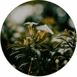 Label2X Muurcirkel whiteflower Ø 140 cm / Dibond - Aanbevolen - Ø 140 cm