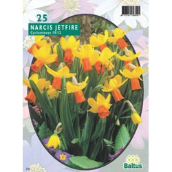 3 stuks - Narcis Mini Jetfire geel-oranje per 25 bloembollen