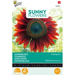 3 stuks - Sonnige Blumen Sonnenblume Abendsonne - Buzzy