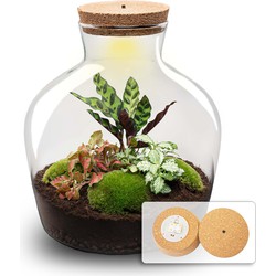 URBANJNGL - Planten terrarium • Fat Joe Red • Ecosysteem plant • ↑ 30 cm