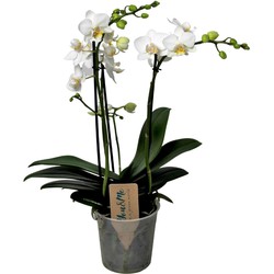 Phalaenopsis Multiflora - Orchidee Wit - Pot 12cm - Hoogte 35-45cm