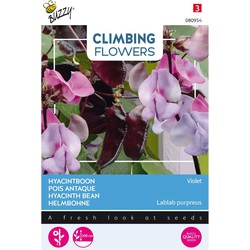 5 stuks - Flowering Dolichos lablab Violet - Buzzy