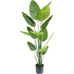 Kunstplant Strelitzia Elite 180 cm