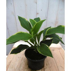 5 stuks - Hosta groengeel