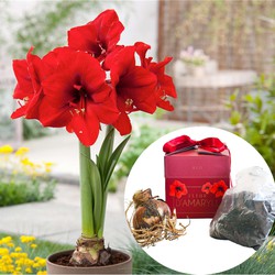 Rode Amaryllis - Bloembollen in geschenkdoos