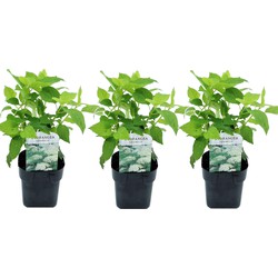 Hydrangea arborescens 'Annabelle' - Set van 3 - Pot 17cm - Hoogte 30-40cm