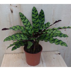 Calathea Insigne Pauwenplant Stippen 30cm