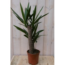 Kamerplant Yucca 60 cm - Warentuin Natuurlijk