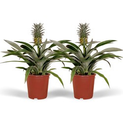 Hello Plants Bromelia Ananasplant - 2 Stuks - Ø 12 cm - Hoogte: 30 cm - Kamerplant