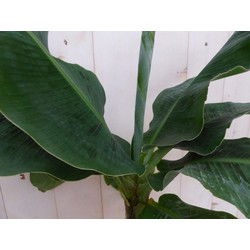 Kamerplant Bananenplant Musa