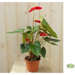 Flamingoplant Anthurium rood 60 cm