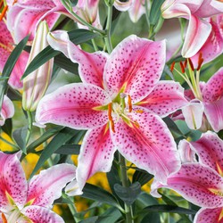 Lilium orientalis 'Stargazer' - Set van 6 - Lelie - Bloemknollen - Paars