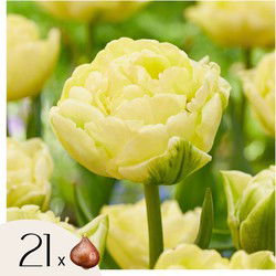 Tulpenbollen - Set van 21 - Tulipa 'Avant Garde' - Bloembollen - Geel