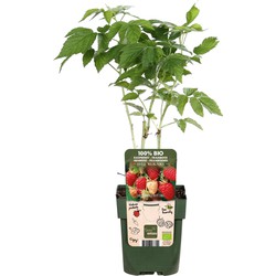 Hello Plants Rubus Idaeus Malling Promise Framboos - Frambozenstruik - Ø 13 cm - Hoogte: 45 cm
