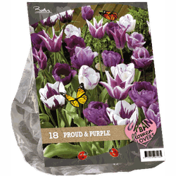 2 stuks - Urban Flowers Proud & Purple per 18