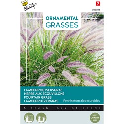 Ornamental Grasses, Pennisetum alopecuriodes - Buzzy