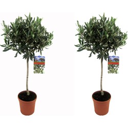 Floraya - 2 Olijfbomen op stam - Hoogte 80-100 cm