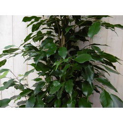 Kamerplant Ficus Donkergroen 160 cm