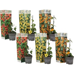 Mix van 6 Thunbergia - Geel,oranje,rood - Klimplant - Pot 9cm - Hoogte 25-40cm