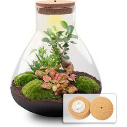 URBANJNGL - Planten terrarium • Sam XL bonsai • Rode Fittonia • Ecosysteem plant • Ficus Ginseng bonsai • ↑ 35 cm