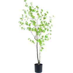 Greenmoods Enkianthus - Klokjesstruik - Kunstplant - 1 Stuk - 150cm - Groen