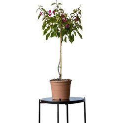 2 stuks! Bougainvillea glabra Alexandra op stam Bougainvillea glabra Alexandra op stam 75 cm