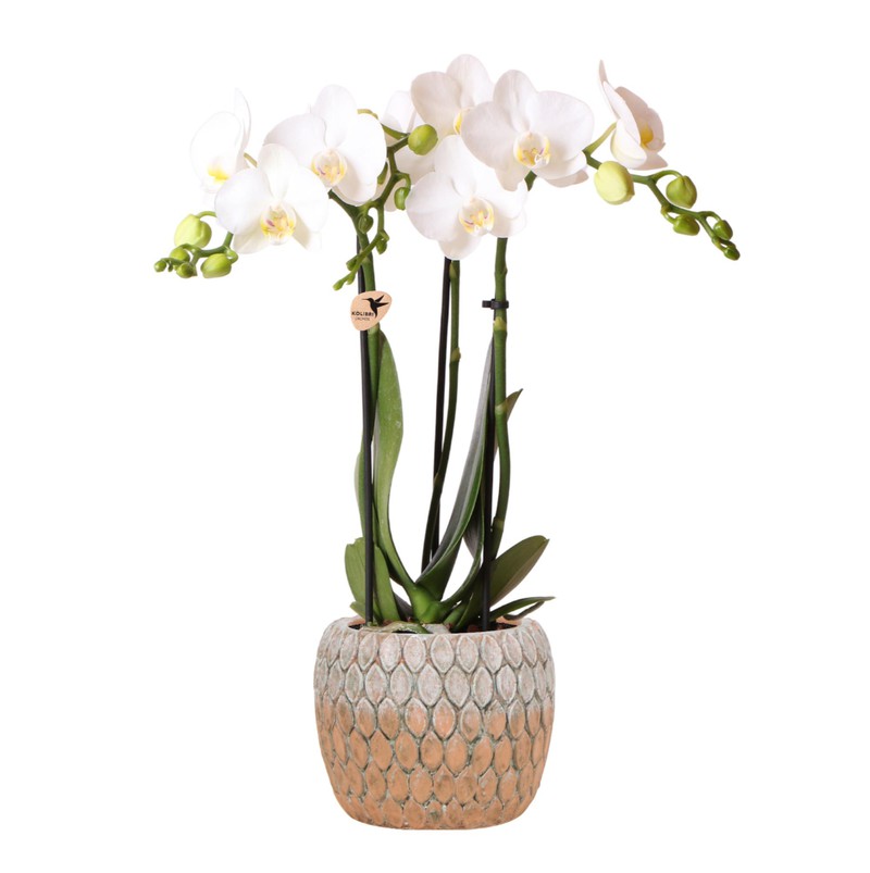 via noodzaak Kiezen Kolibri Orchids | Phalaenopsis orchidee plant in cementen Marrakesh sierpot  oranje - 40cm hoog - Ø9cm | wit - Kolibri Orchids - | HomeDeco.nl