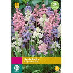 2 stuks - Hyacinthoides hispanica Mix 35 bollen