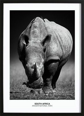 Rhino Poster (21x29,7cm) - 