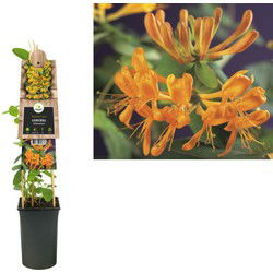 3 stuks - Klimplant Lonicera tellmanniana 75 cm