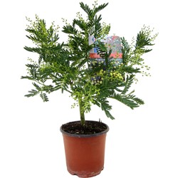 Mimosa acacia dealbata - Mimosa struik - Pot 15cm - Hoogte 40-50cm