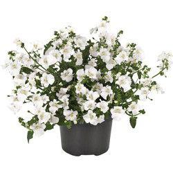 3 stuks! Diascia wit
