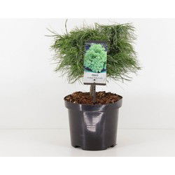 Pinus strobus tiny kurls