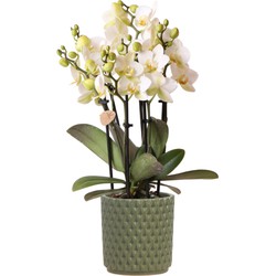 Kolibri Orchids | Witte Phalaenopsis orchidee – Lausanne + Diamond green – potmaat Ø9cm – 45cm hoog | bloeiende kamerplant in bloempot - vers van de kweker