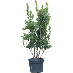 Aardbeienboom meerstammig Arbutus Unedo 162,5 cm