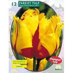 2 stuks - Tulipa Texas Flame, Parkiet per 12