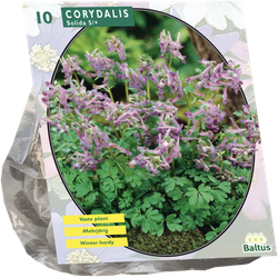 Corydalis Solida per 10 bloembollen