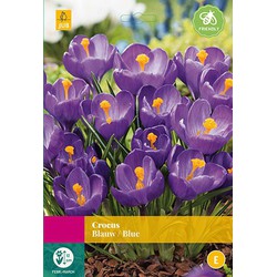 2 stuks - Crocus blauw 40 bollen