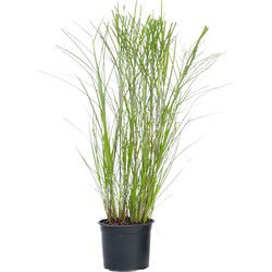 Prachtriet - Miscanthus sinensis 'Gracillimus' - Hoogte 40-60cm - ⌀23cm