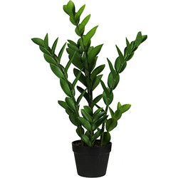 Zamioculcas 65 cm