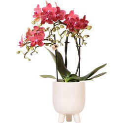 Kolibri Orchids | Rode Phalaenopsis orchidee  Congo + Gummy pot travertine  potmaat Ø9cm | bloeiende kamerplant in bloempot - vers van de kweker