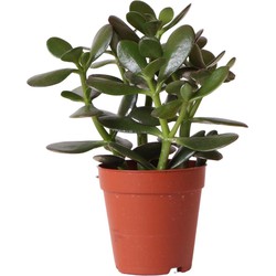 Kolibri Greens | Groene plant - Succulent Crassula Ovata -  groene kamerplant - vers van de kweker - Ø9cm