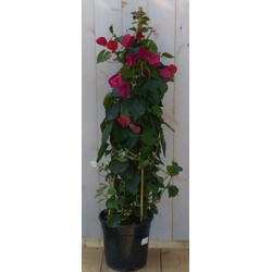 Bougainvillea roze op stok 120