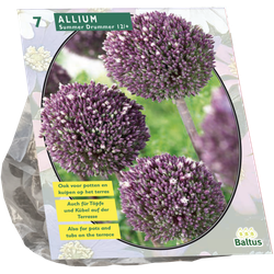 Allium Summer Drummer per 7 bloembollen