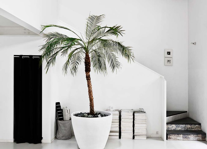 Yay or nay: palmboom in je interieur